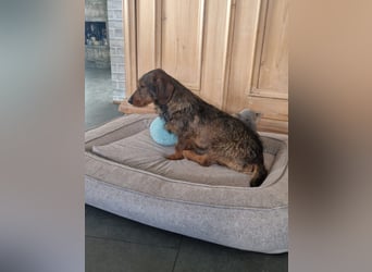 Emil ( Drotós), fröhlicher Rauhaardackel geb. 2024