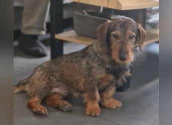 Emil ( Drotós), fröhlicher Rauhaardackel geb. 2024