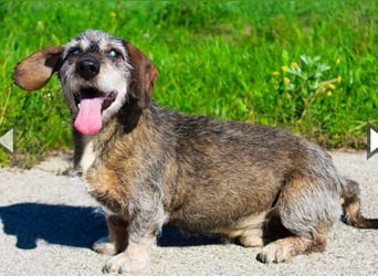 Pivi, Rauhhaardackel, geb. 2011, lieber, fitter, blinder Senior