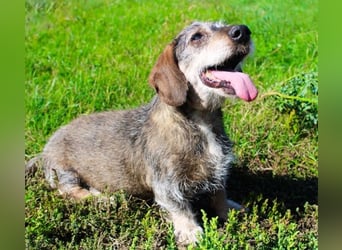 Pivi, Rauhhaardackel, geb. 2011, lieber, fitter, blinder Senior