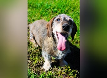 Pivi, Rauhhaardackel, geb. 2011, lieber, fitter, blinder Senior