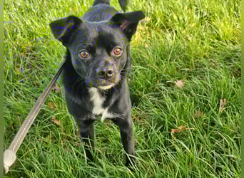 Onix, geboren 31.01.2025, 38cm sucht neuen Wirkungskreis (Pflegestelle in Deutschland)