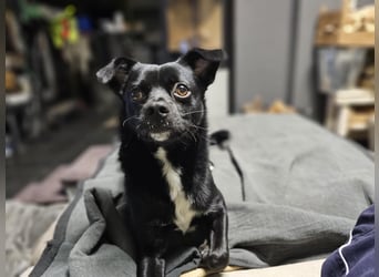 Onix, geboren 31.01.2025, 38cm sucht neuen Wirkungskreis (Pflegestelle in Deutschland)