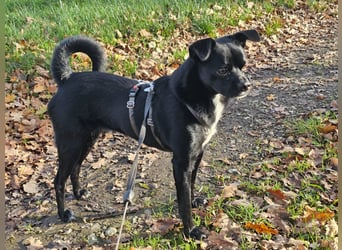 Onix, geboren 31.01.2025, 38cm sucht neuen Wirkungskreis (Pflegestelle in Deutschland)