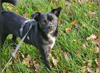 Onix, geboren 31.01.2025, 38cm sucht neuen Wirkungskreis (Pflegestelle in Deutschland)