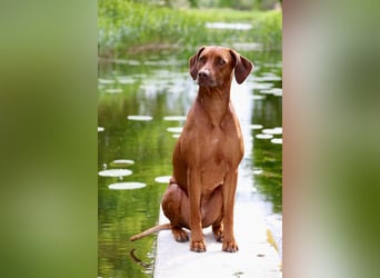 Wurfplanung Frühjahr 26