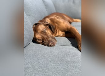 Wurfplanung Frühjahr 26