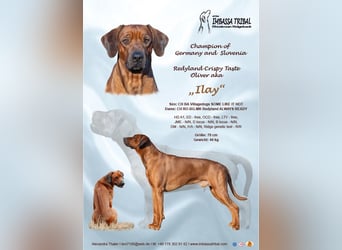 Rhodesian Ridgeback Welpen - Erwartet Ende November 2025