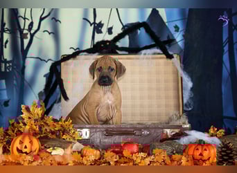 Rhani Rhodesian Ridgeback Hündin