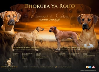 Rhani Rhodesian Ridgeback Hündin