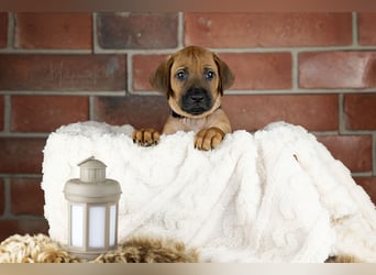 Rhani Rhodesian Ridgeback Hündin