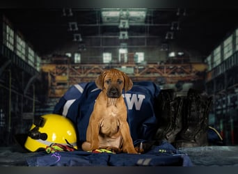Rhani Rhodesian Ridgeback Hündin