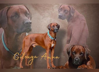 Rhodesian Ridgeback Dark Wheaten