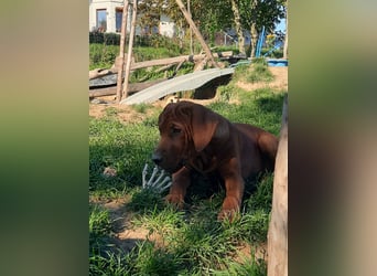 Szczeniaki  Rhodesian Ridgeback/ Pies/Suka Rhodesian Ridgeback/ welpen rhodesian