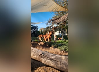 Szczeniaki  Rhodesian Ridgeback/ Pies/Suka Rhodesian Ridgeback/ welpen rhodesian
