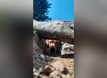 Szczeniaki  Rhodesian Ridgeback/ Pies/Suka Rhodesian Ridgeback/ welpen rhodesian