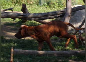 Szczeniaki  Rhodesian Ridgeback/ Pies/Suka Rhodesian Ridgeback/ welpen rhodesian