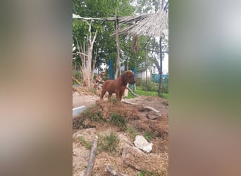 Szczeniaki  Rhodesian Ridgeback/ Pies/Suka Rhodesian Ridgeback/ welpen rhodesian