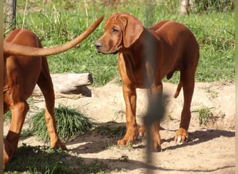 Szczeniaki  Rhodesian Ridgeback/ Pies/Suka Rhodesian Ridgeback/ welpen rhodesian