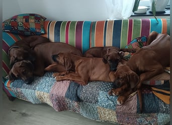 Rhodesian Ridgeback t