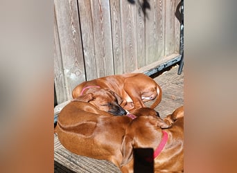 Rhodesian Ridgeback t