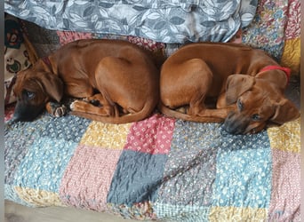 Rhodesian Ridgeback t