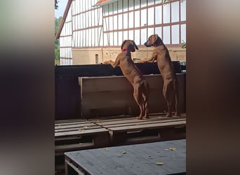 Rhodesian Ridgeback t