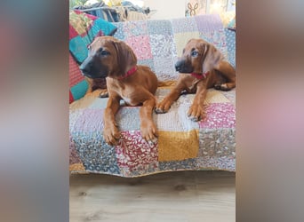 Rhodesian Ridgeback t