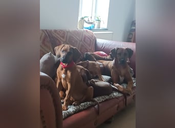 Rhodesian Ridgeback t