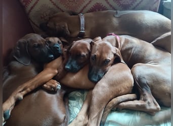 Rhodesian Ridgeback t