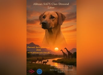  Rhodesian Ridgback African SAI`S Clan Dimond Litter
