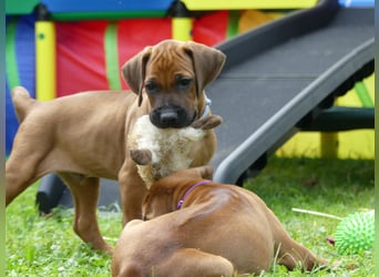  Rhodesian Ridgback African SAI`S Clan Dimond Litter