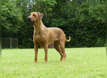  Rhodesian Ridgback African SAI`S Clan Dimond Litter