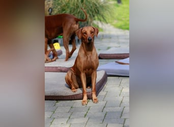 Rhodesian Ridgeback Welpen für Februar 2027