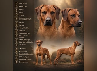 Rhodesian Ridgeback Welpen für Februar 2027