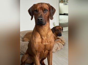 Rhodesian Ridgeback Welpen für Februar 2027
