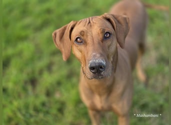 Rhodesian Ridgeback Welpen für Februar 2027
