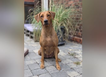 Rhodesian Ridgeback Welpen für Februar 2027
