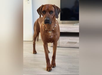 Rhodesian Ridgeback Welpen für Februar 2027