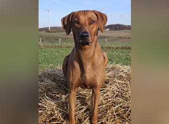 Rhodesian Ridgeback Welpen für Februar 2027