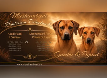 Rhodesian Ridgeback Welpen für Februar 2027