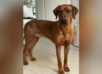 Rhodesian Ridgeback Welpen für Februar 2027