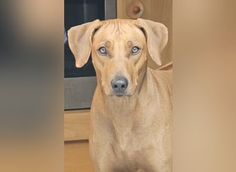 Rhodesian Ridgeback Welpen für Februar 2027