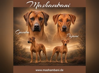 Rhodesian Ridgeback Welpen für Februar 2027