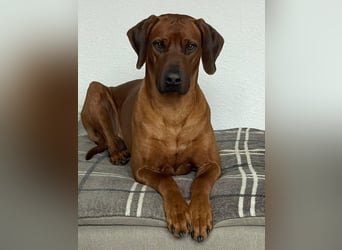 Rhodesian Ridgeback Welpen für Februar 2027