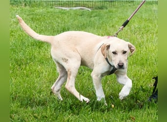 Ronaldo – ein junger Sunnyboy