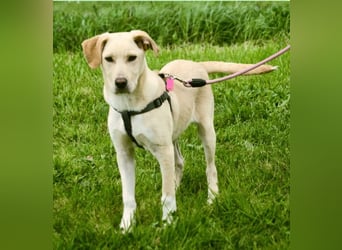 Ronaldo – ein junger Sunnyboy