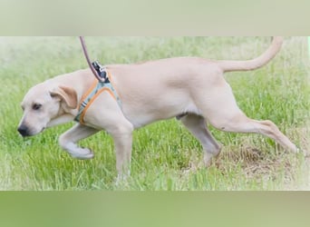 Chris - freundlich und neugierig