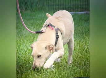 Ronaldo – ein junger Sunnyboy