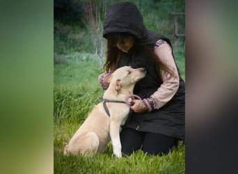 Ronaldo – ein junger Sunnyboy